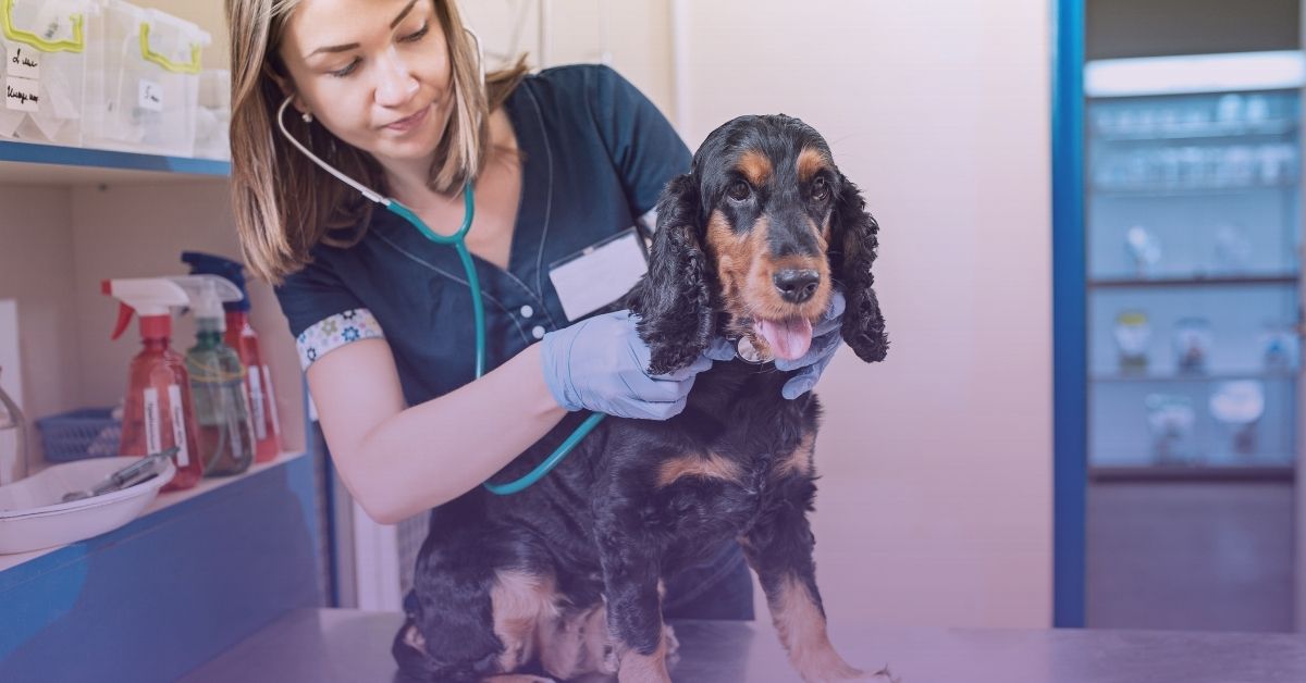 Starting a Pet Care Business in 2025